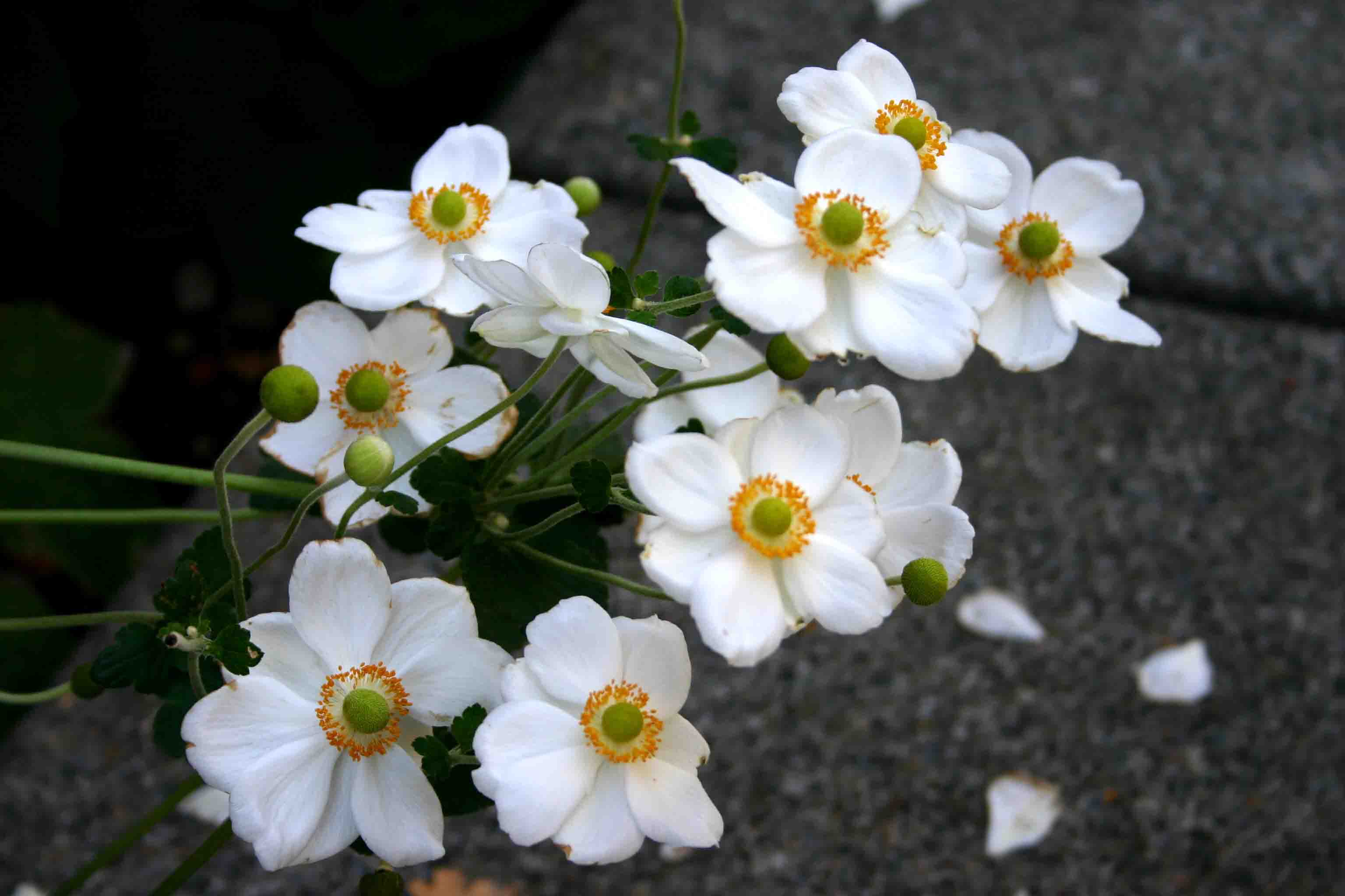 White Flowers